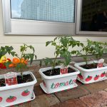 トマトの苗植え🍅✨