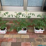 🍅トマトの成長記録🍅
