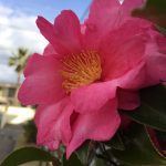 もうすぐ12月⭐️⭐️