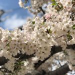 おわかれ会🌸