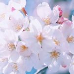 出会いと別れの季節です…🌸