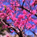 ４月🌸