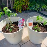 🌱ミニトマトの苗植え🍅