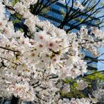 お花見🌸