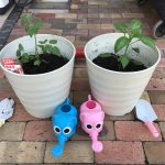 トマト🍅とピーマン🫑苗植え🌱