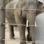 🦧お別れ親子遠足🐘